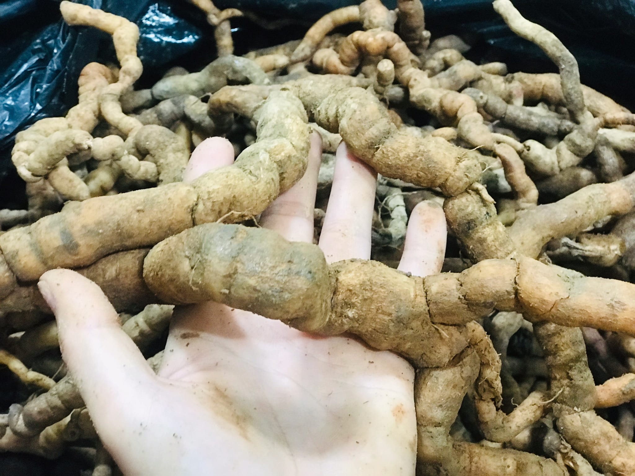 Củ Ba Kích Rừng Tự Nhiên