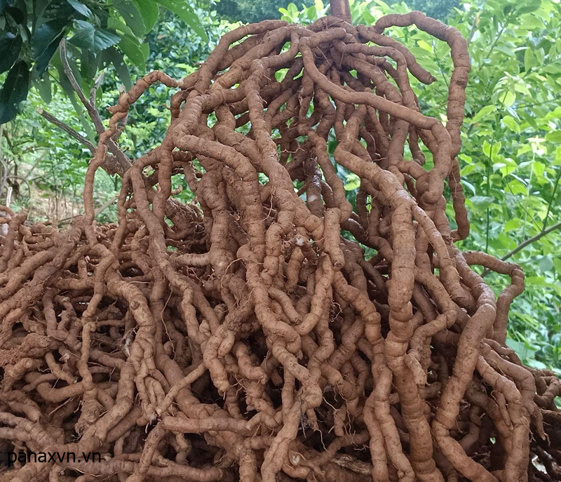 Củ ba kích tươi sau khi khai thác lên