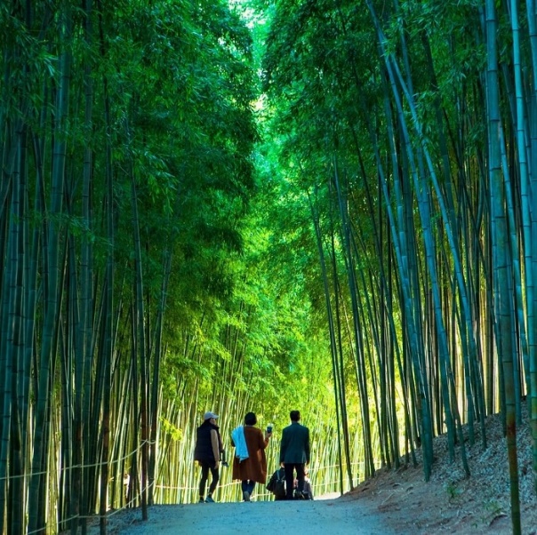 Rừng Trúc Púng Luông - Địa điểm check-in không thể bỏ qua khi ghé thăm Mù Cang Chải 3 3