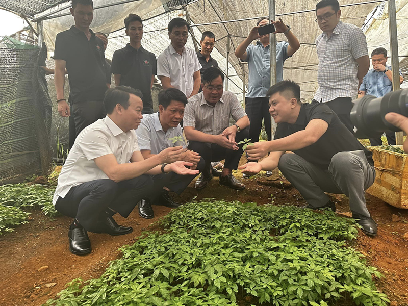 Sâm Việt Nam (Sâm Lai Châu, Sâm Ngọc Linh) 15 Bí Thư TỈnh Yên Bái Thăm Quan Vườn Sâm Panax Việt Nam
