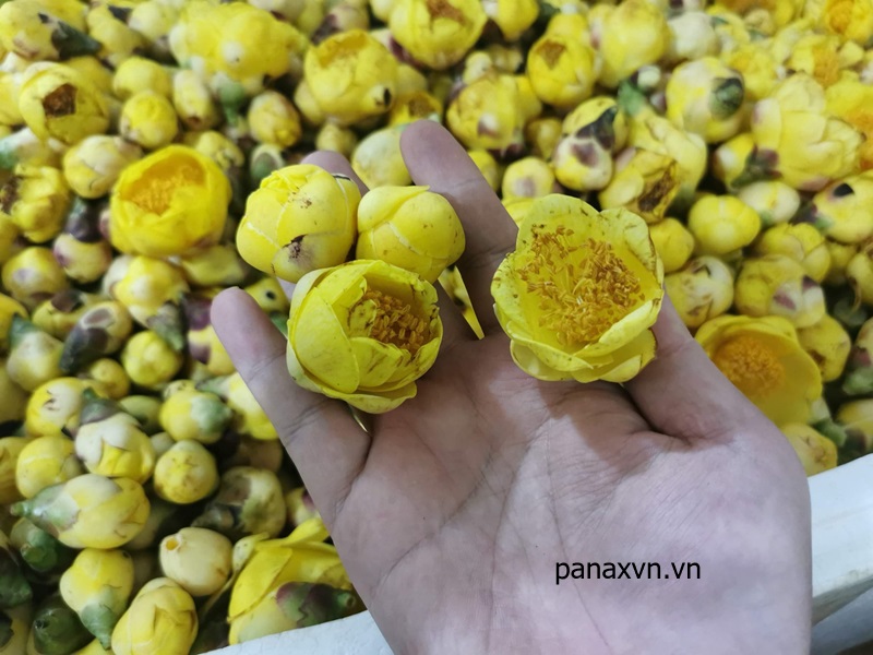 Trà Sâm Ngọc Linh Panax Việt Nam 9 trà hoa vàng