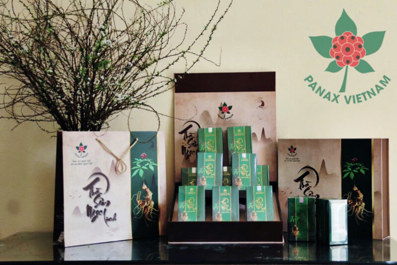 Sâm Việt Nam (Sâm Lai Châu, Sâm Ngọc Linh) 16 trà sâm ngọc linh Panax Việt Nam