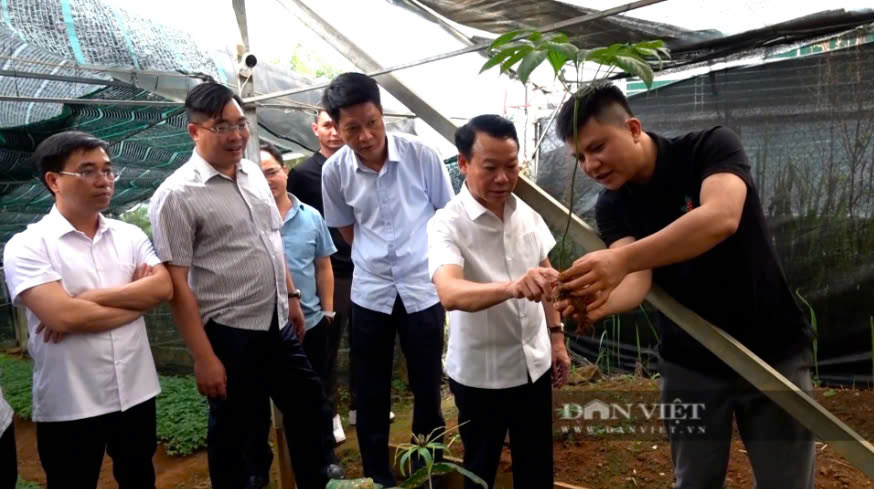 Trà Sâm Ngọc Linh Panax Việt Nam 7 Sâm Việt Nam tại vườn sâm panax Việt nam
