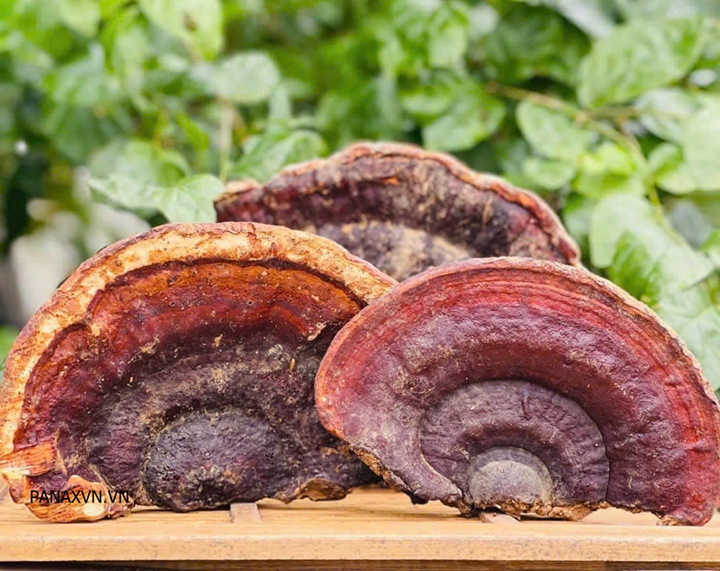 Nấm Hồng Chi Mù Cang Chải 7 NẤM HỒNG CHI