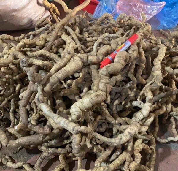 ba kich rung 1024x576