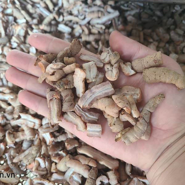 củ ba kích 7 năm tuổi tách lõi sẵn chuyển bị sấy khô