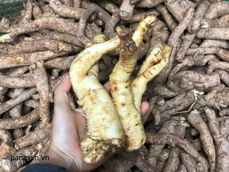 Đinh Lăng Sao Vàng Hạ Thổ 8 củ đinh lăng 7 năm tuổi