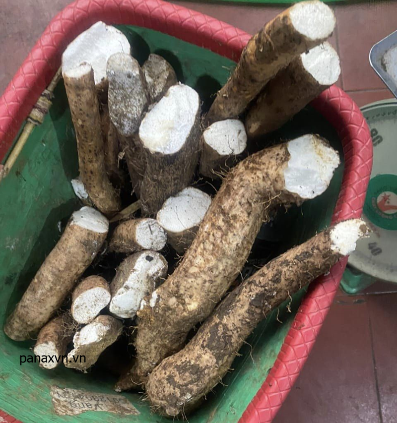 Củ Mài ( Hoài Sơn ) Mù Cang Chải 8 củ mài mù cang chải, dân đi rừng vừa đào được về
