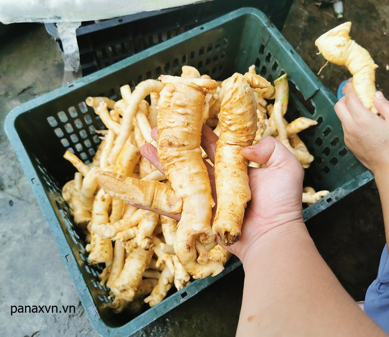 Đinh Lăng Sao Vàng Hạ Thổ 9 Củ đinh lăng 7 năm tuổi rất to
