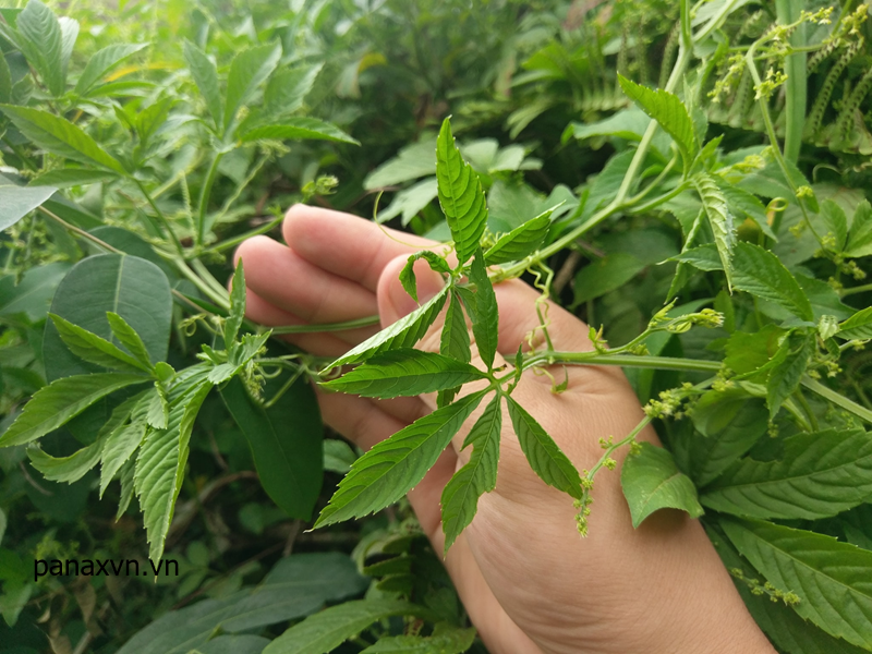 Giảo Cổ Lam Mù Cang Chải 7 giảo cổ lam 7 lá tươi