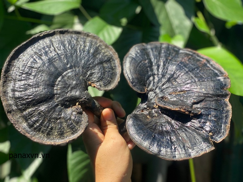 Nấm Hắc Chi Mù Cang Chải 7 nấm hắc chi hay còn gọi là linh chi đen