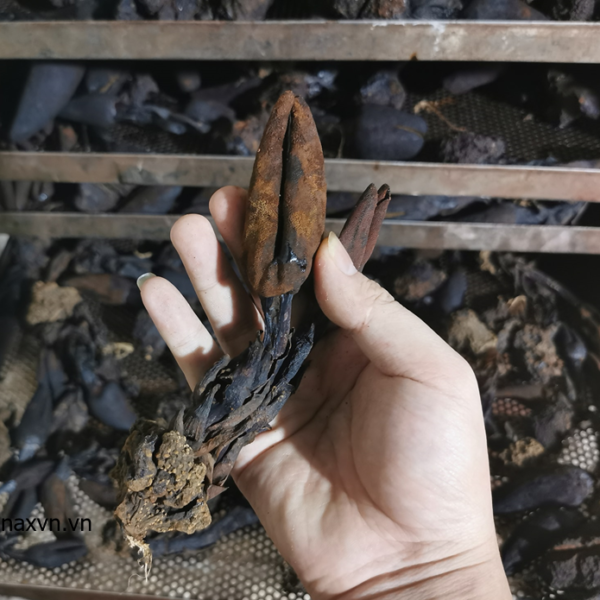 nấm ngọc cẩu khô