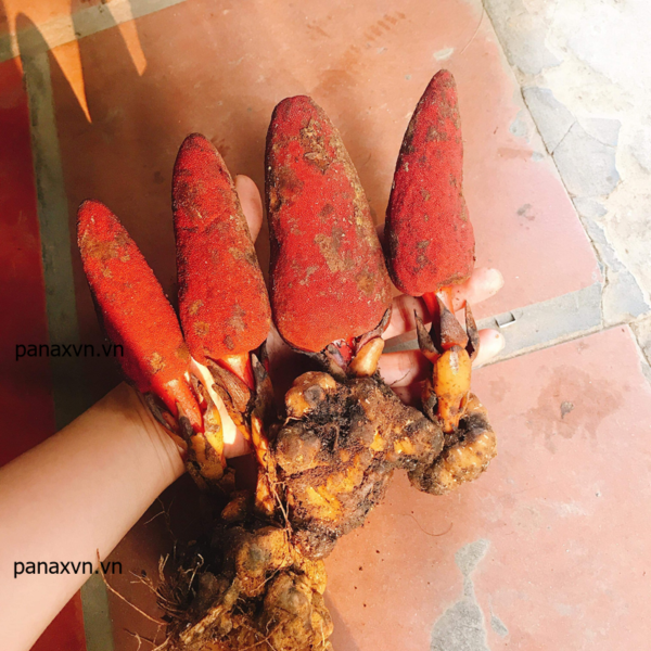 nấm ngọc cẩu tươi