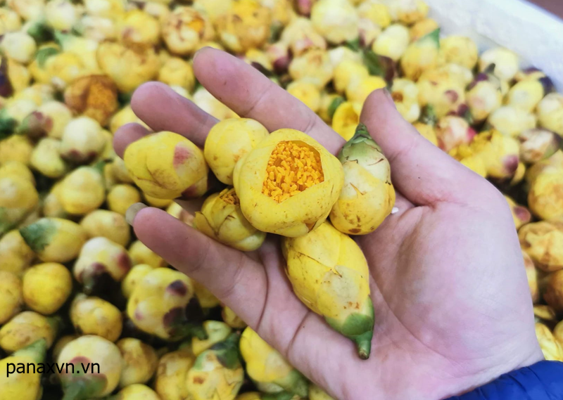 Trà Hoa Vàng 8 trà hoa vàng tươi panax Việt Nam thu mua về sấy