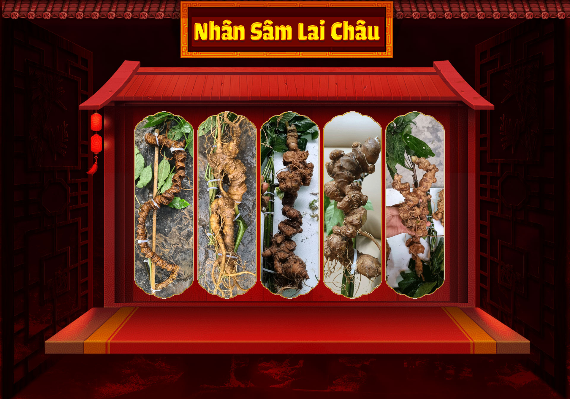 Những yếu tố tác động đến giá Sâm Lai Châu bạn nên biết 2 Sâm Lai Châu – Thảo dược quý hiếm