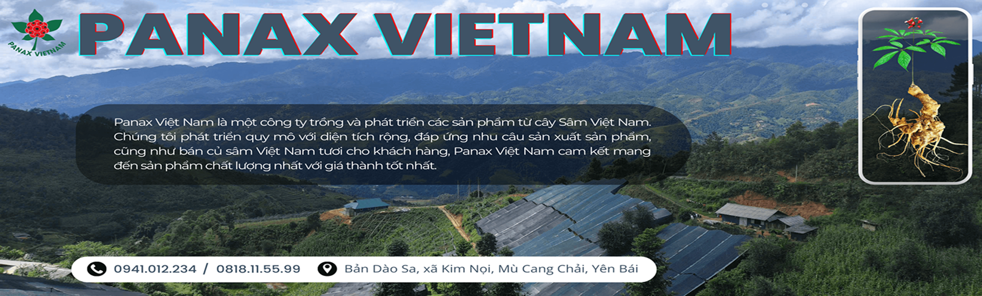 Hợp tác đại lý sâm
