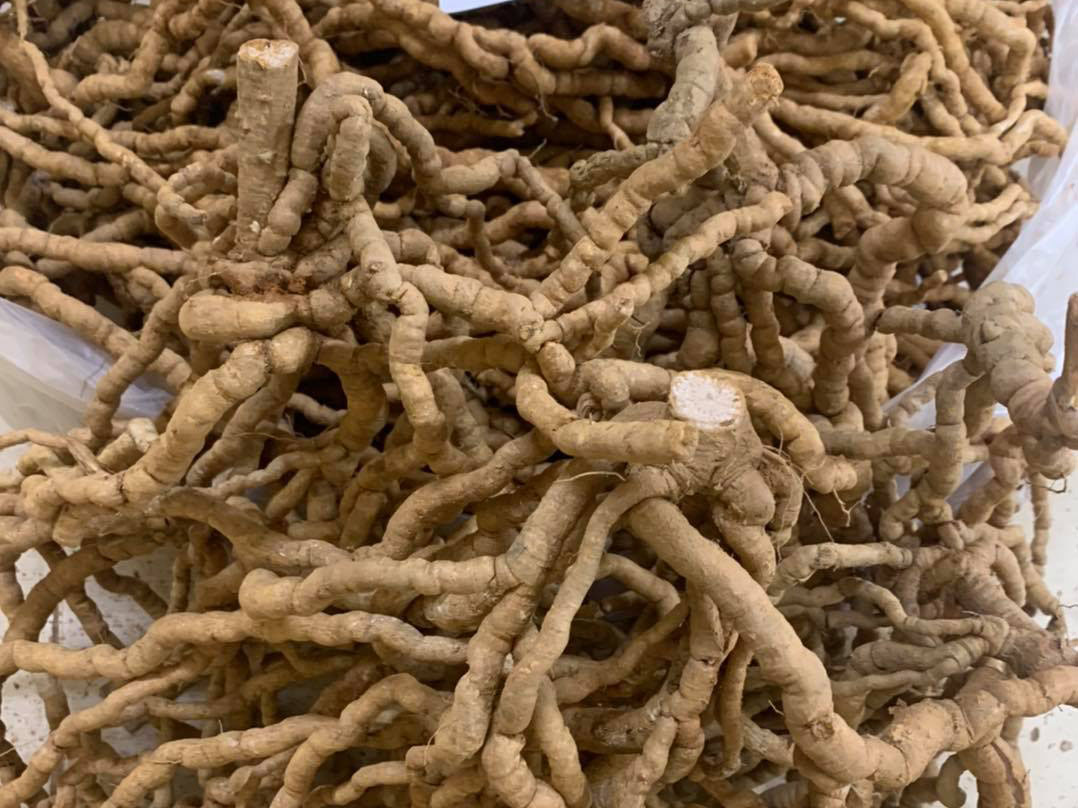 Tổng hợp những tác dụng của ba kích trong đông y