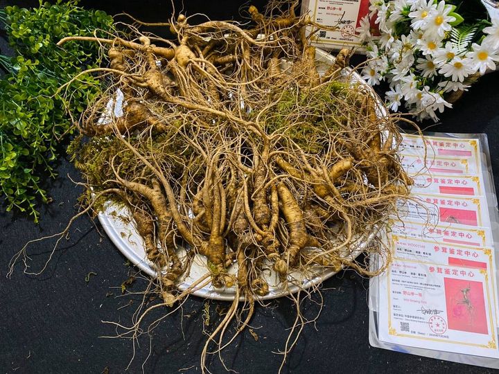 Nguồn gốc và thành phần dưỡng chất của Sâm Trường Bạch khô