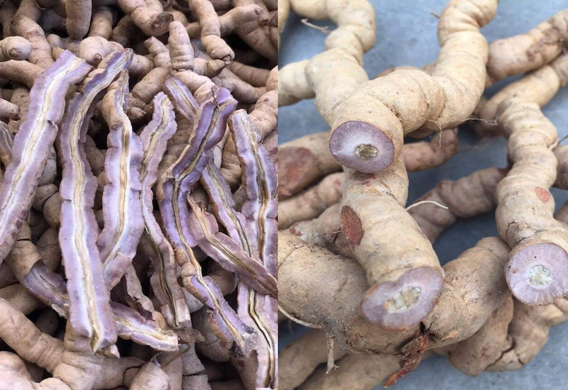 Ba kích tím Quảng Ninh