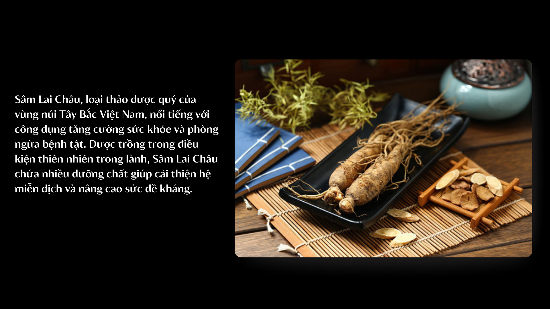 Sâm Lai Châu có tốt không?