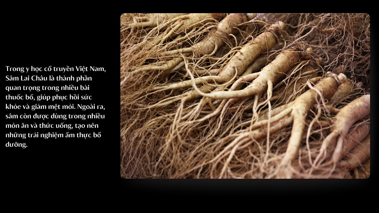 Tác dụng của Sâm Lai Châu trong y học cổ truyền và hiện đại