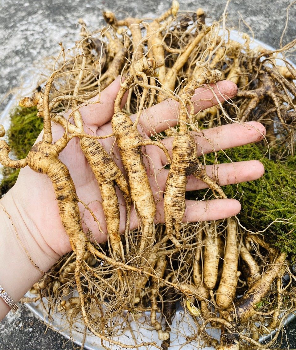 Cách nhận biết Nhâm Sâm Trường Bạch chất lượng