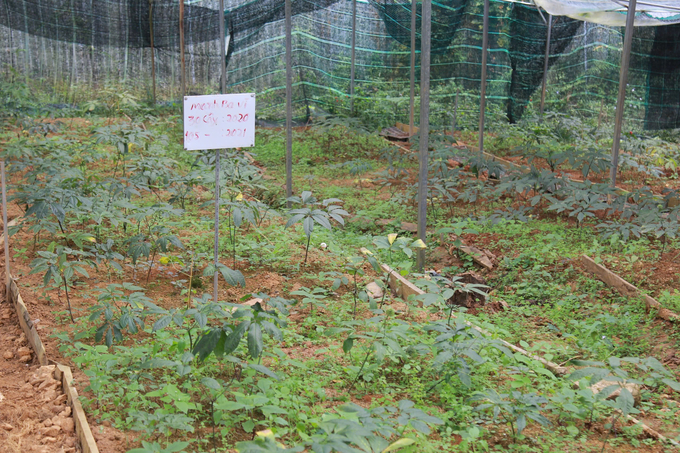 Vườn Sâm Lai Châu