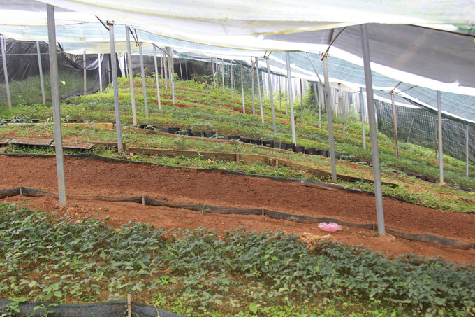 Khám phá vườn sâm Lai Châu