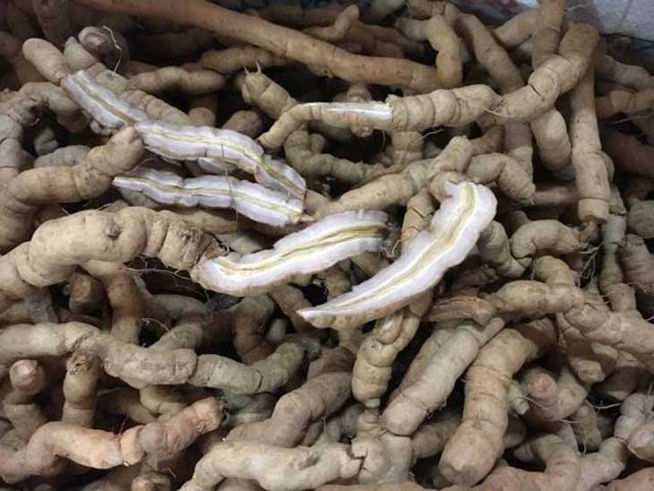 Củ ba kích là gì?