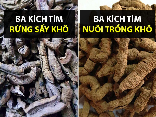 Cách phân biệt củ ba kích rừng và ba kích trồng