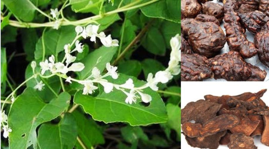 Sơ lược về cây hà thủ ô