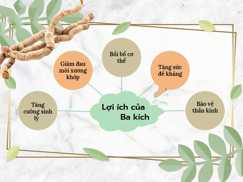 Tổng hợp những tác dụng của ba kích trong đông y