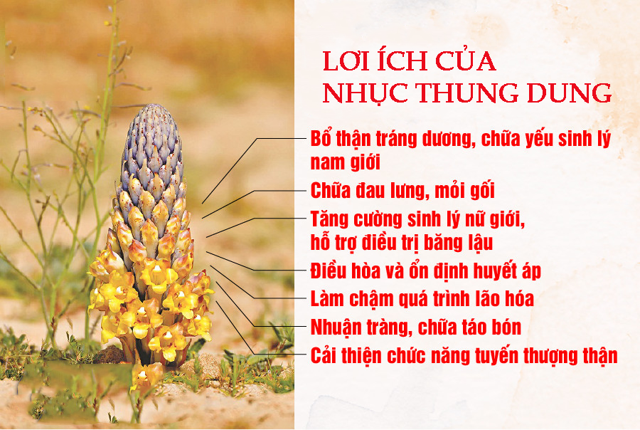 Lợi ích nổi bật của nhục thung dung khô mà bạn không ngờ tới