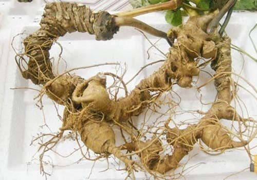 Kinh nghiệm mua Sâm Lai Châu chất lượng tốt nhất