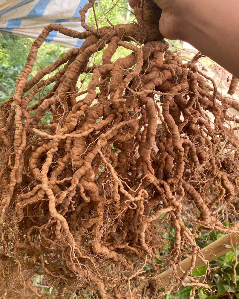 Tiêu chí chọn mua ba kích tím Quảng Ninh chất lượng