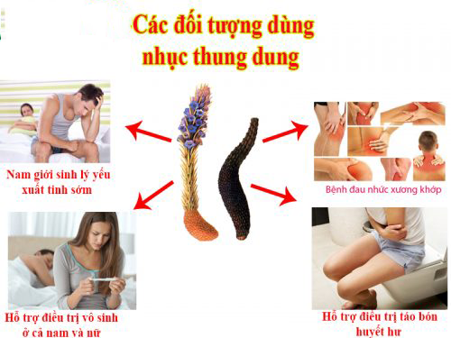 Đối tượng nên sử dụng nhục thung dung