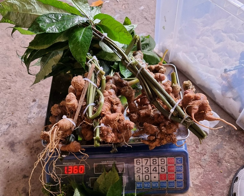 Những yếu tố tác động đến giá Sâm Lai Châu