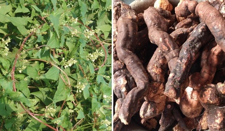 Yếu tố tác động đến giá hà thủ ô khô