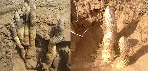 Nhục thung dung là cây gì?