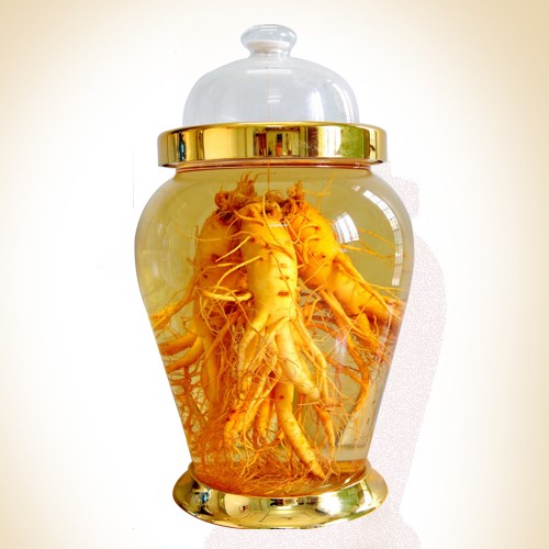 Sâm Ngọc Linh tươi ngâm rượu