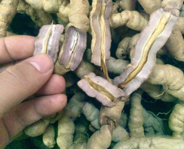 Đặc điểm nhận dạng củ ba kích?