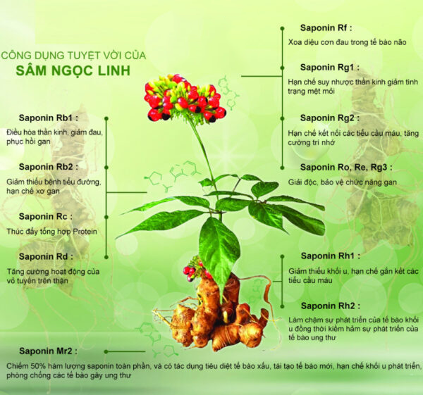Công dụng của Sâm Ngọc Linh