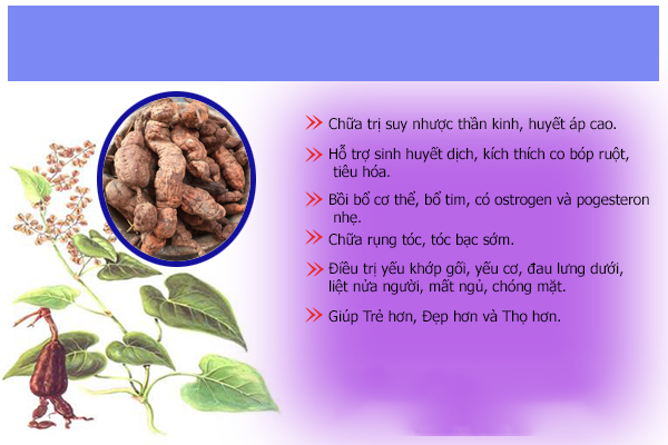 Tác dụng của Hà Thủ Ô Từ Tâm - bí quyết sức khỏe và sắc đẹp toàn diện