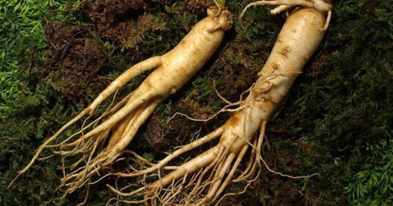 Những lưu ý khi chọn mua Nhân Sâm Trường Bạch