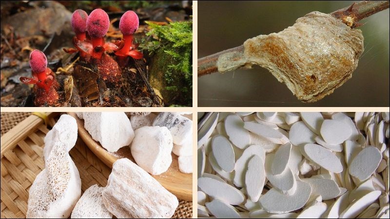 Các bài thuốc phát huy tốt nhất tác dụng của nhục thung dung