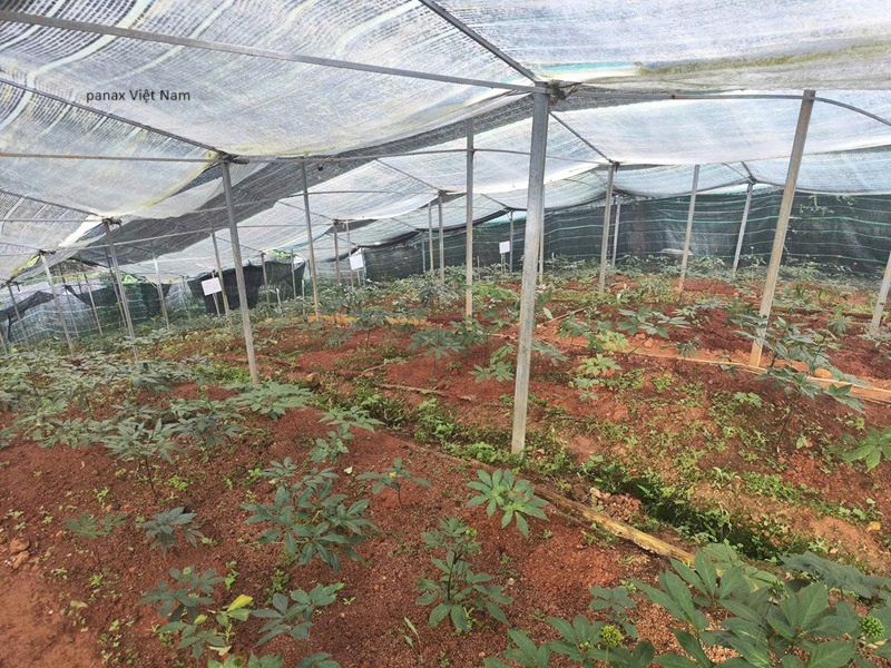 Vườn sâm Panax Việt Nam