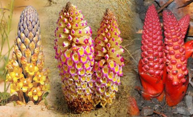 Đặc điểm, hình thái nhận biết