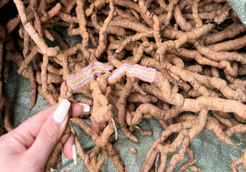 Đặc điểm nhận dạng củ ba kích?