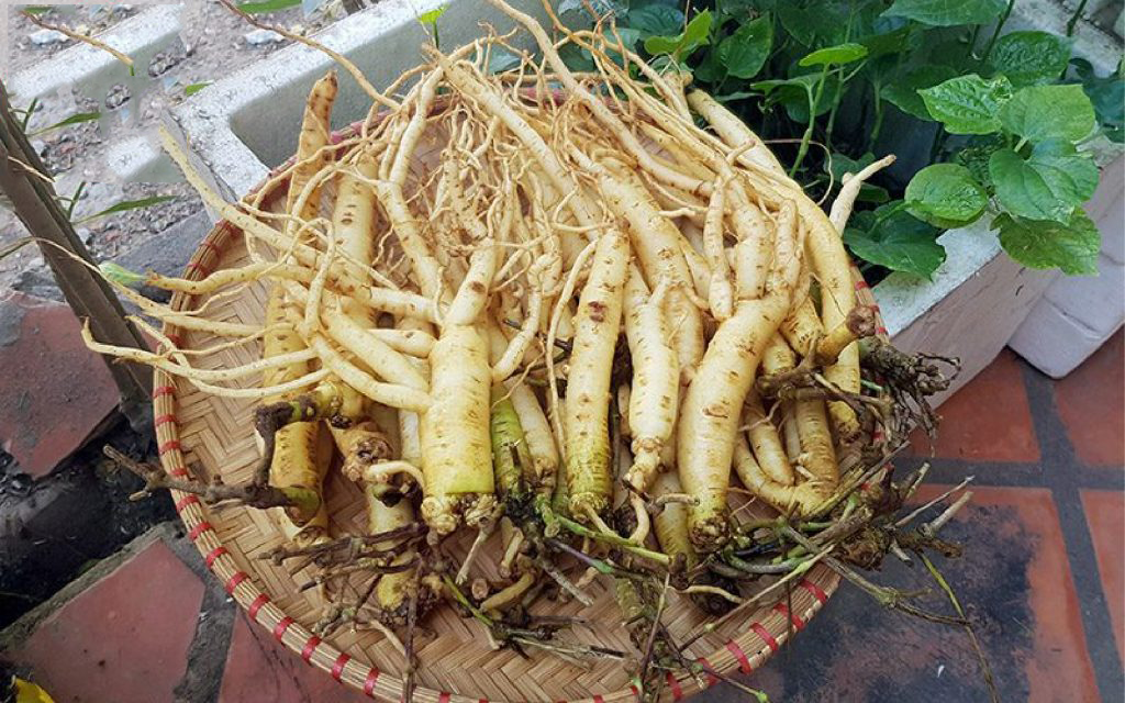 Giới thiệu về Sâm Ngọc Linh