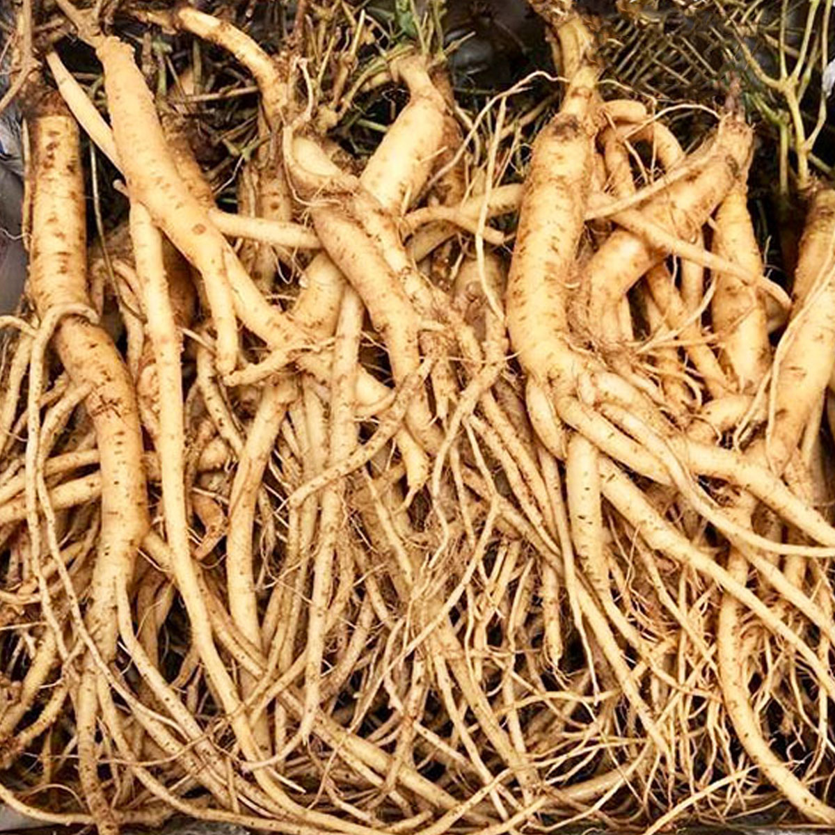 Tác dụng của Sâm Ngọc Linh